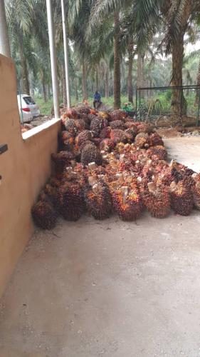 Palm fruits2