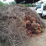 Palm Fruit