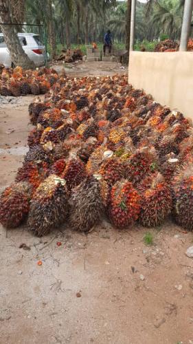 Palm Fruit