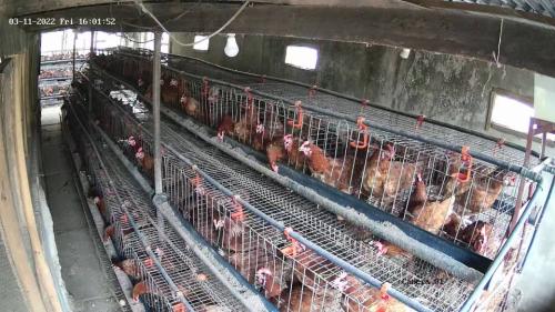 chicken in cage
