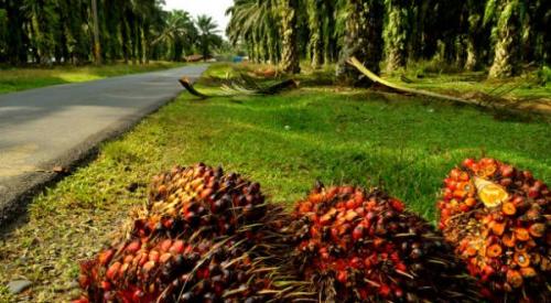 Palm Fruit